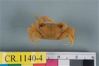 藏品(斑點擬相手蟹)的圖片